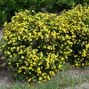 Potentilla Dakota Sunspot #5 - Image 2